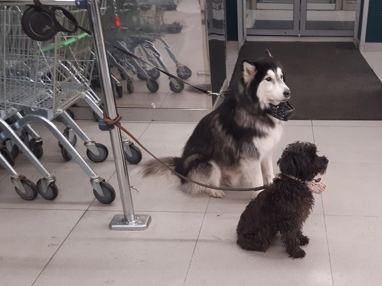 Жителям Хакасии рассказали, как получить собак-поводырей