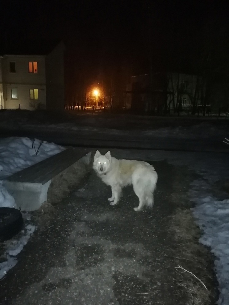В Тверской области крупный пёс бросается на детей