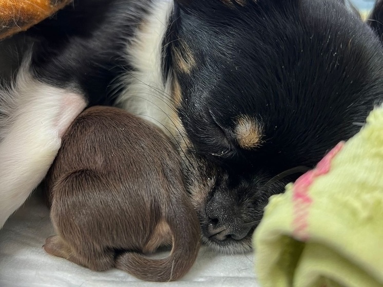 Ветеринары из Луги помогли родиться щенкам чихуахуа