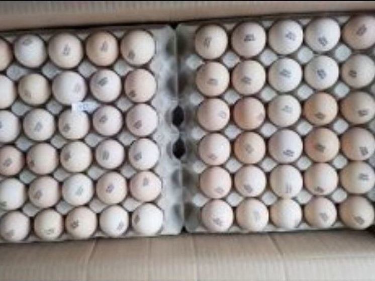В Орловскую область привезли куриные яйца из Испании