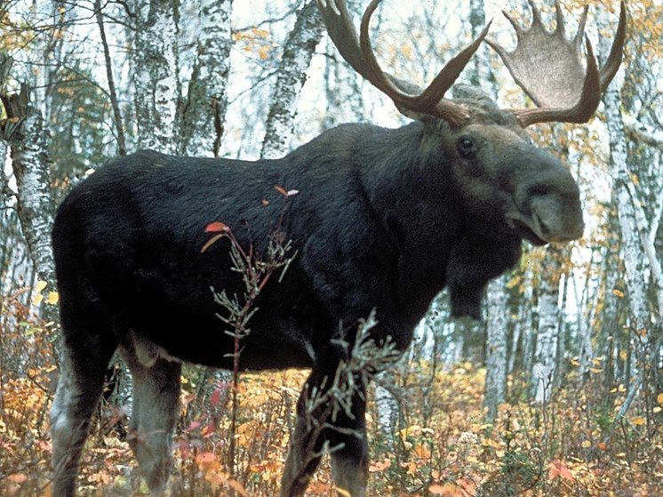 Страховщиков суд обязал выплатить сумму ущерба за сбитого лося