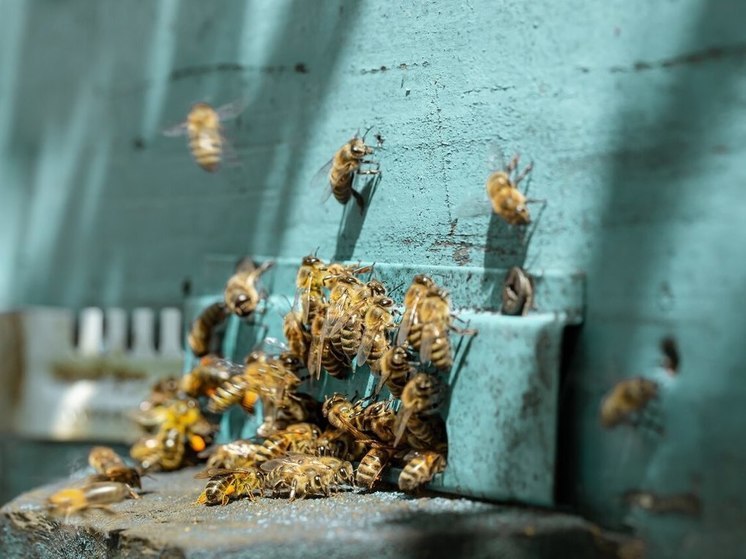 9 млн рублей выплатил томский фермер пасечникам из-за гибели пчел