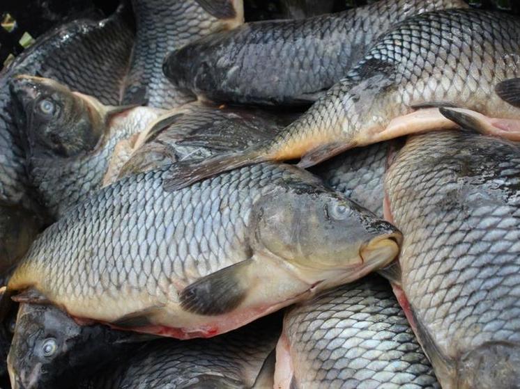 В Темрюкском районе осудили браконьера, нелегально добывшего свыше 50 килограммов биоресурсов