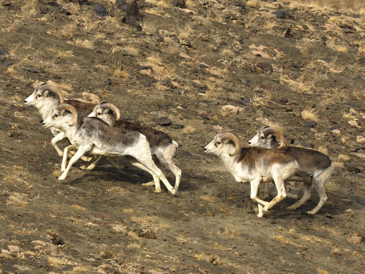 Преступная схема работала годами