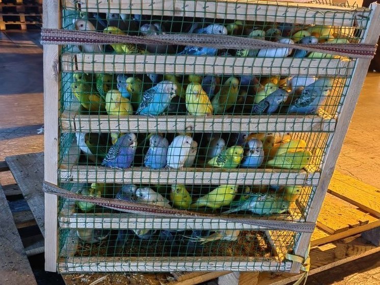 В Красноярск привезли 570 попугаев из Кыргызстана