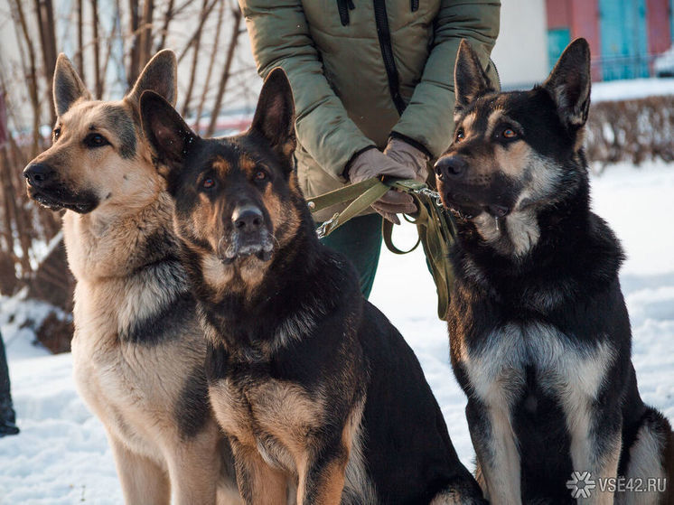 Кемеровчане пожаловались на собачников, которые выгуливают питомцев около школы