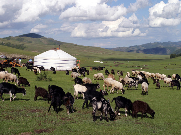 Россия поможет монгольским животноводам пережить последствия стихии