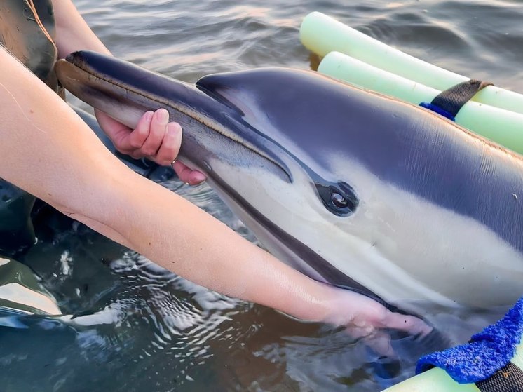 В Феодосии открылась выставка "Спасаем дельфинов вместе"