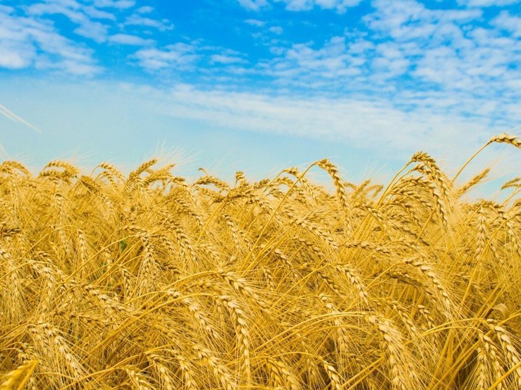 За год в 33 регионе намололи 300 тысяч тонн зерна