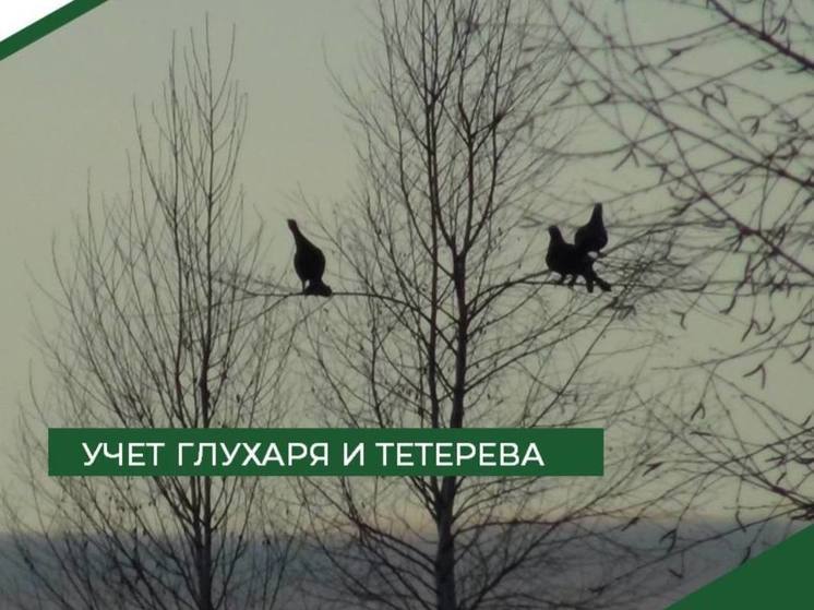 В Пензенской области пересчитают глухарей и тетеревов