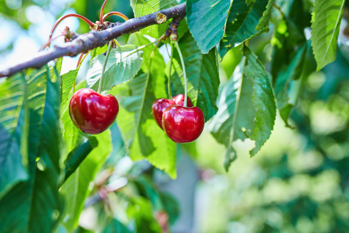 Простые действия для богатого урожая вишни