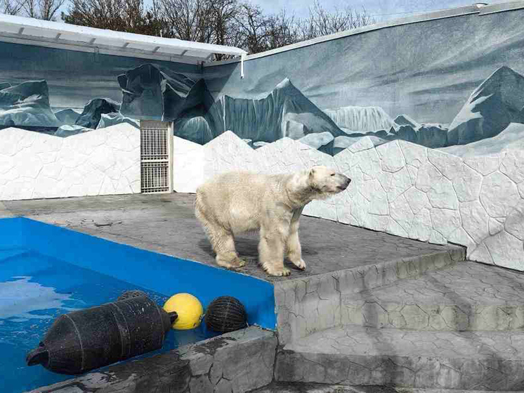 Новый дом Айона: вольер белого медведя из Ростова-на-Дону капитально отремонтирован