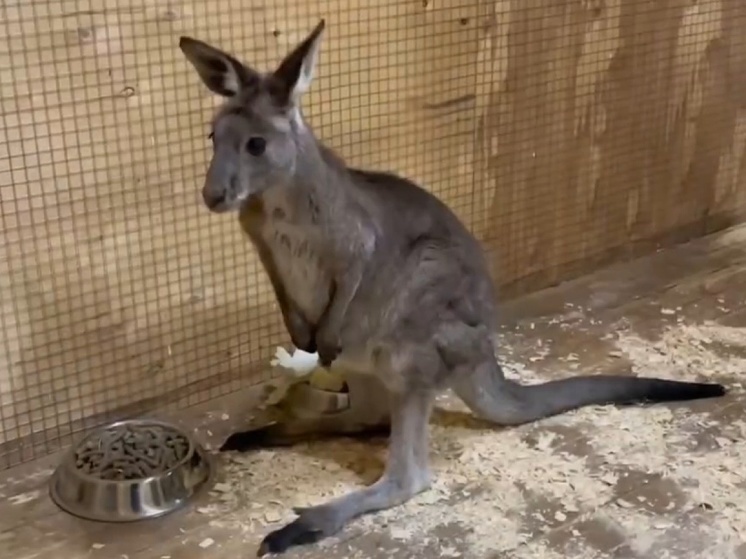 В Ростовском зоопарке появился северный серый кенгуру