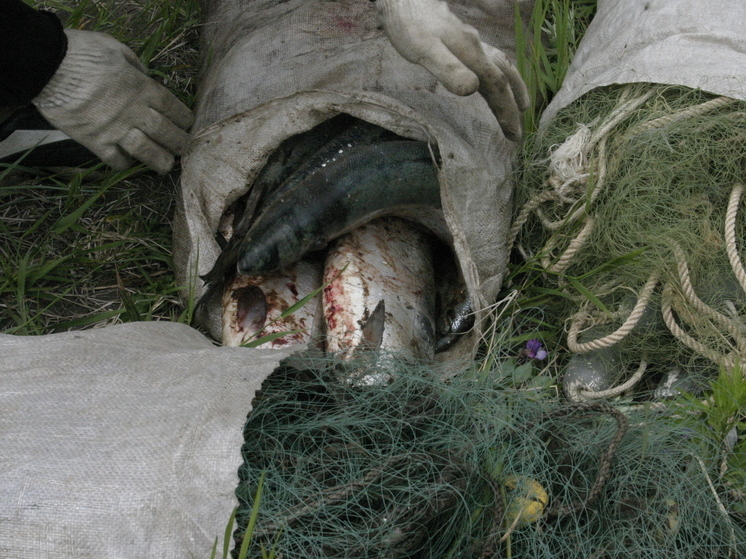 Жительница Камчатки украла восемь мешков лосося