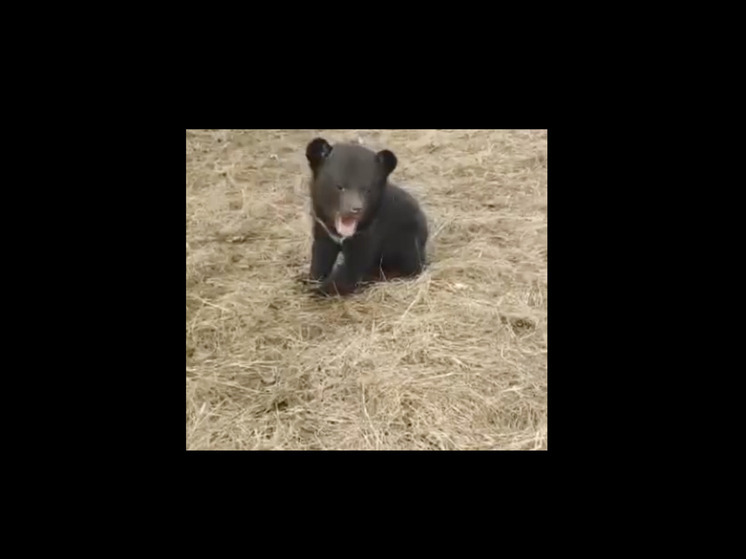 В Приморье спасаенный гималайский медвежонок вышел на первую прогулку