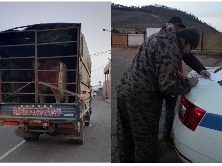 Из Кабанского района Бурятии незаконно пытались вывести четырех лошадей