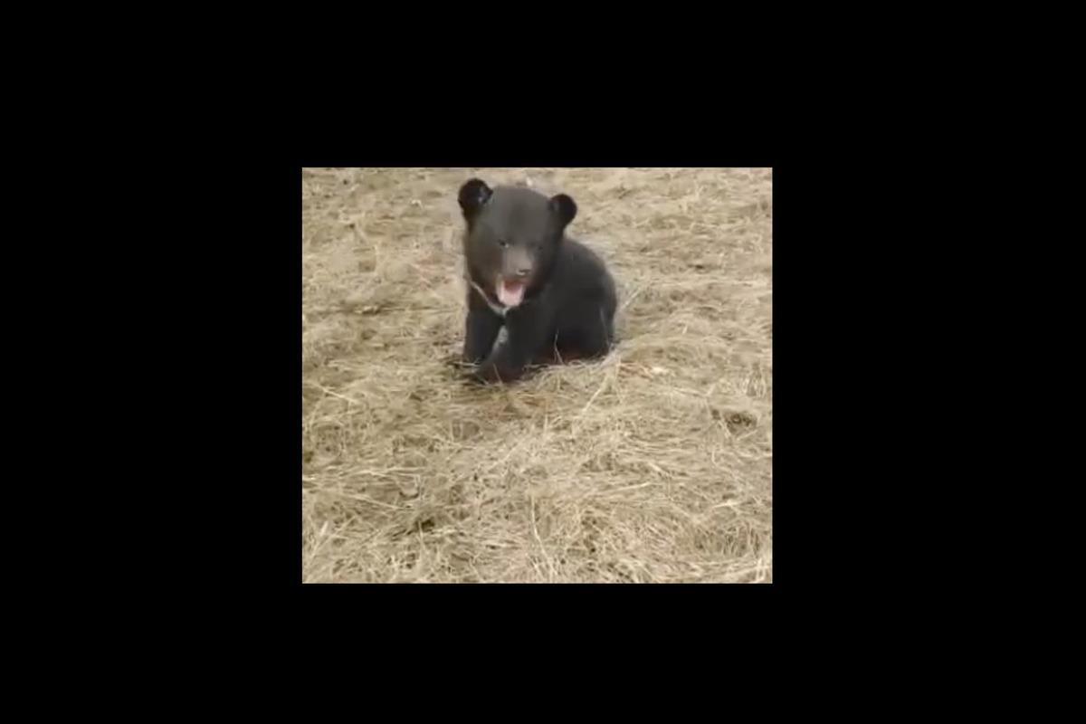A Himalayan bear cub rescued in Primorye went for its first walk and was caught on video