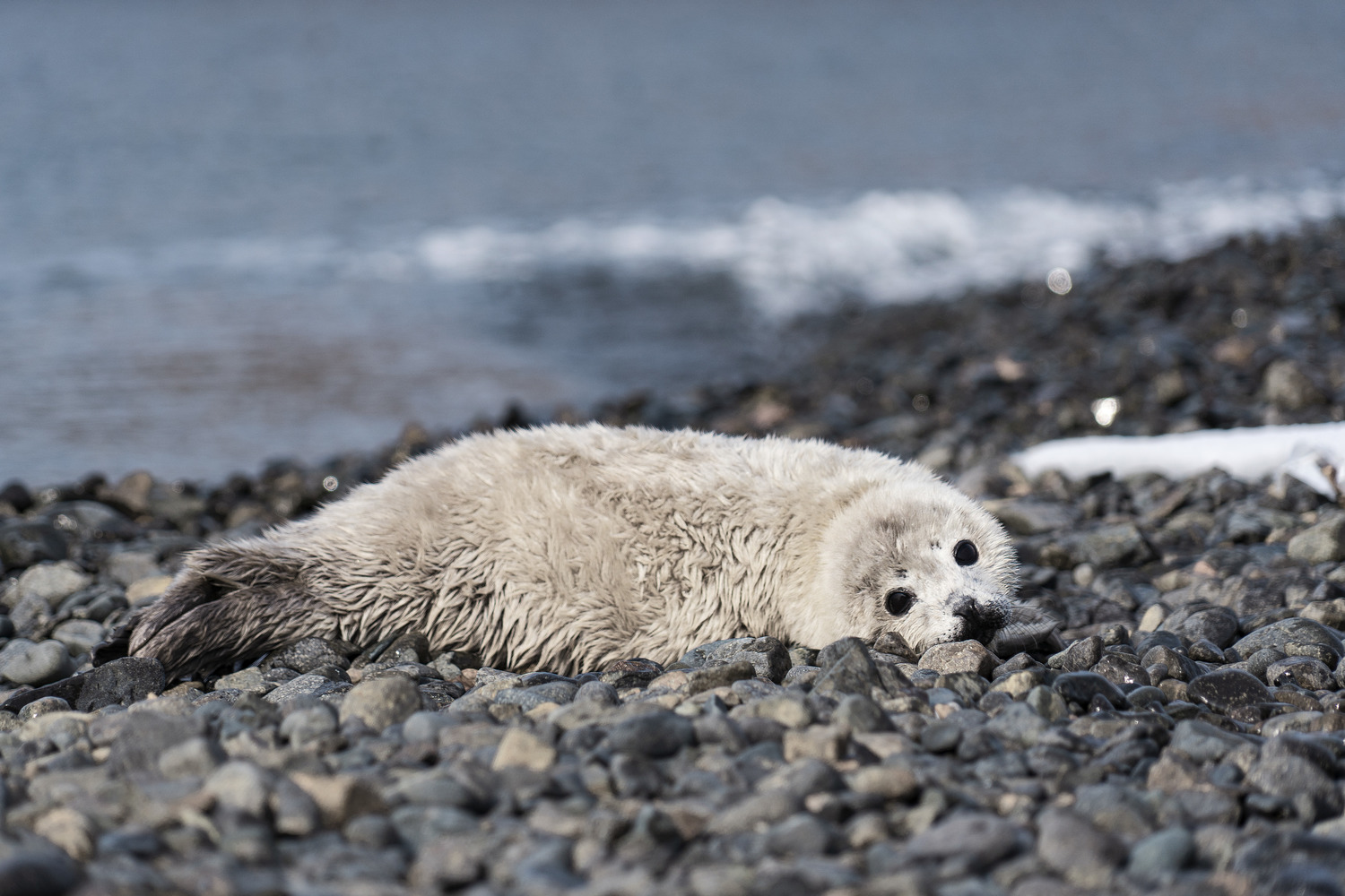 Милые и смешные фото ларг на лежбищах в Приморском крае