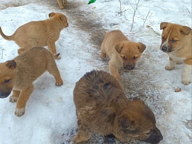 Приют «Дора» для бездомных собак переедет в Воронежскую область