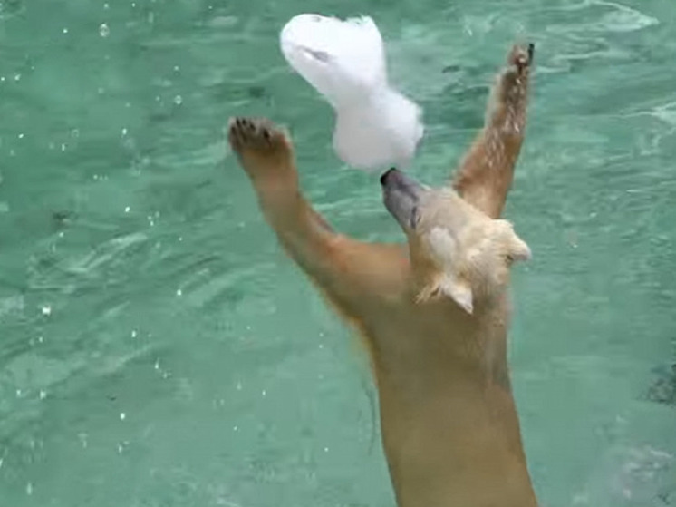В зоопарке Новосибирска начали заполнять бассейны для белых медведей