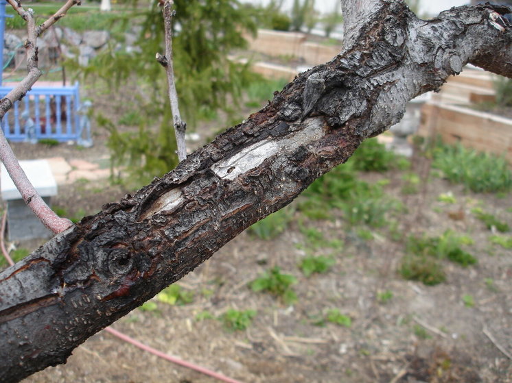 Эксперт рассказал, как спасти деревья от ранневесенних ожогов