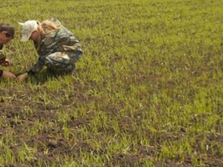 В Тюменской области поля проверят на наличие вредителей