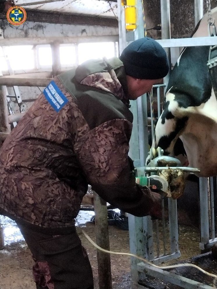 В 3 утра ветеринары проверили фермы Вурнарского мясокомбината