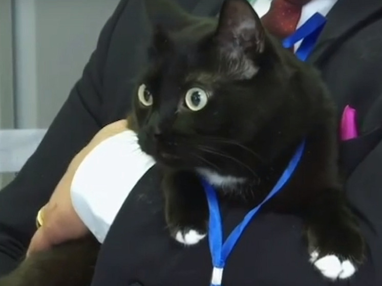 В Тазовском черный кот «дежурит» на избирательном участке