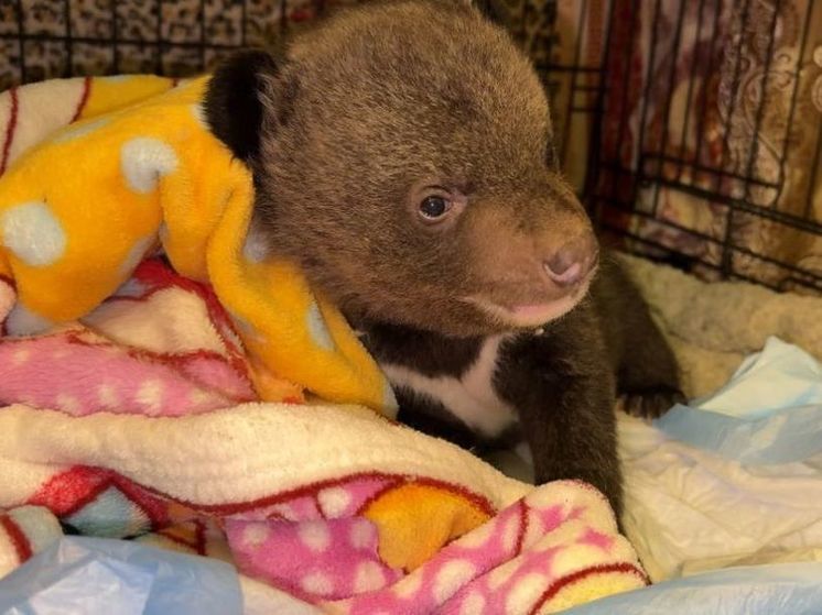 Гималайского медвежонка спасли в Клину от переохлаждения