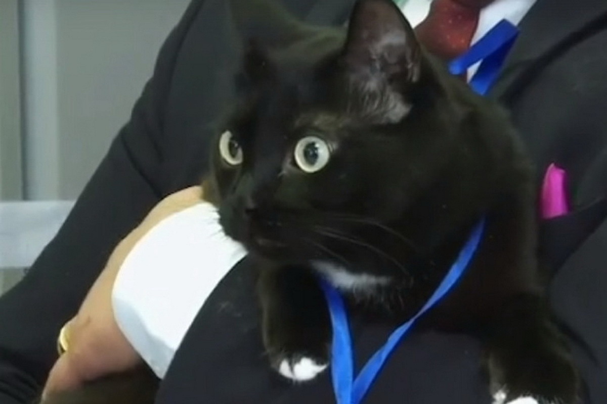 A black cat is on duty at a polling station in the Russian region