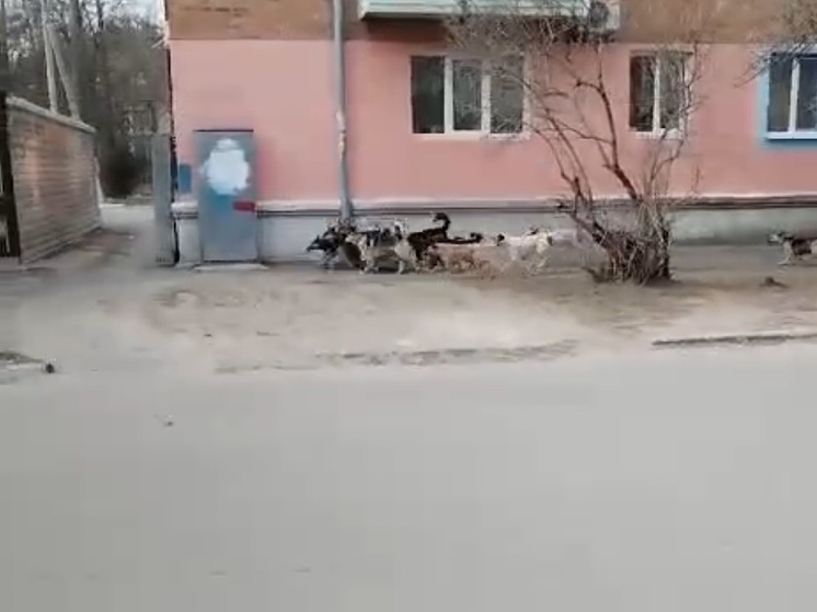 Жителей Азова держат в страхе стаи собак