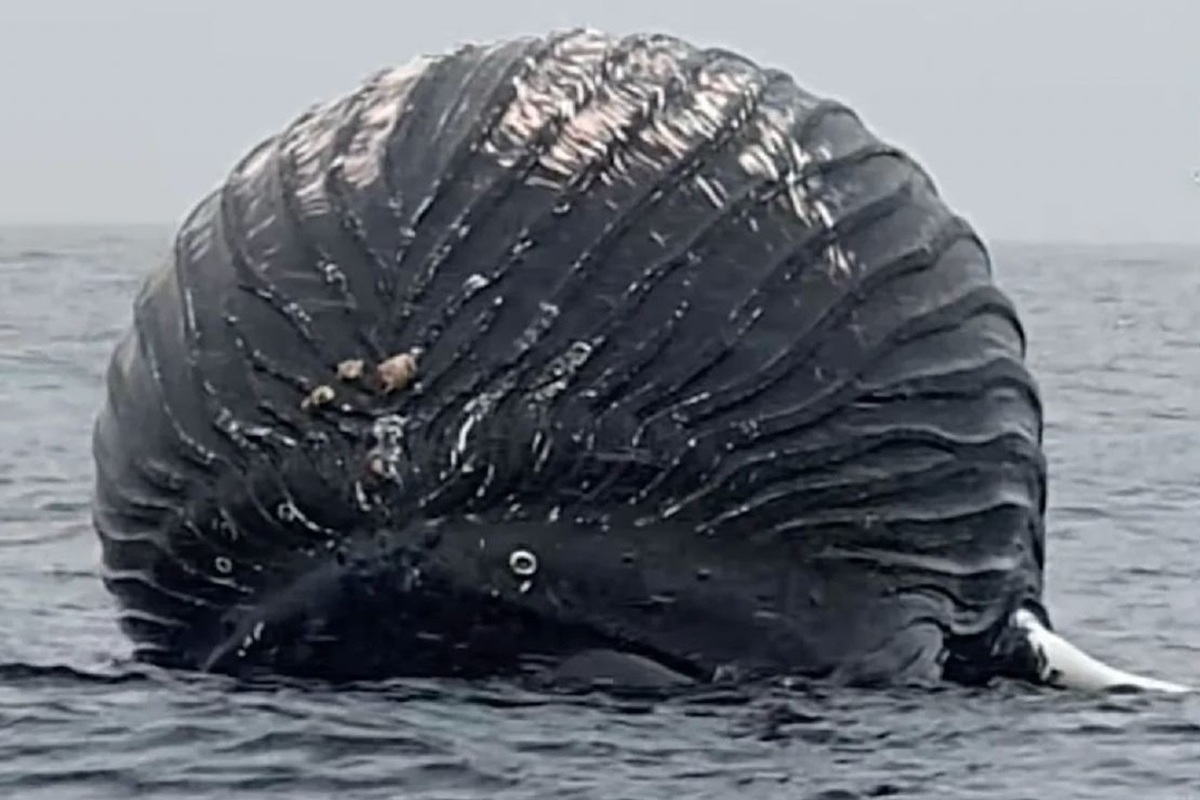 A Norwegian fisherman found a huge bloated monster in the sea