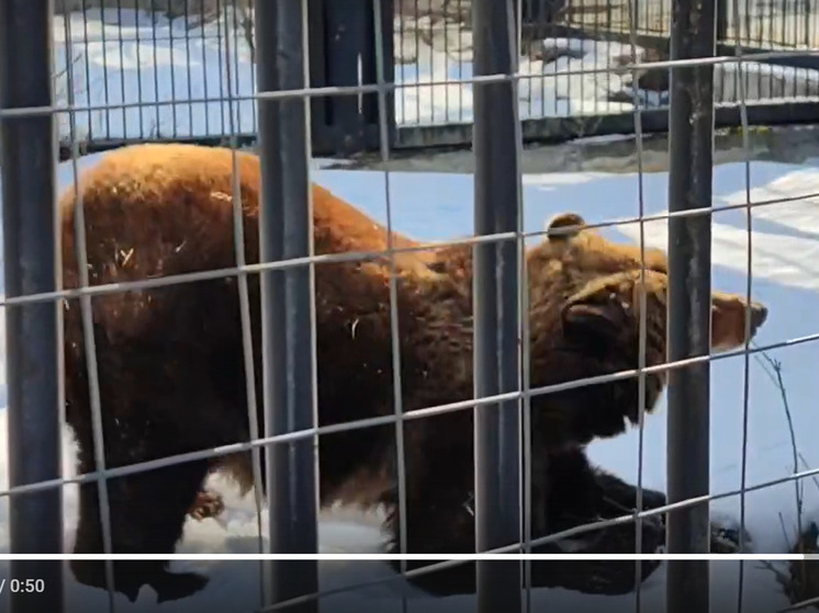 Проснувшаяся раньше времени медведица Маша исполнила румбу в зоопарке Воронежа