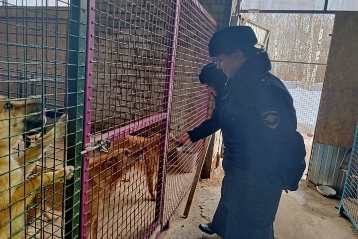 Костромские правоохранители собрали подарки для приютских животных