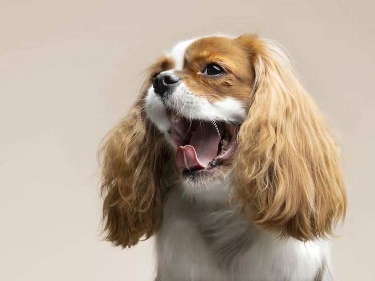 «Тенденция, которая должна угаснуть»