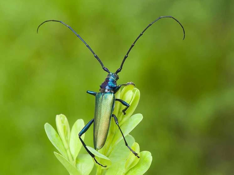 Редкого жука с мускусным запахом нашли на юге Карелии