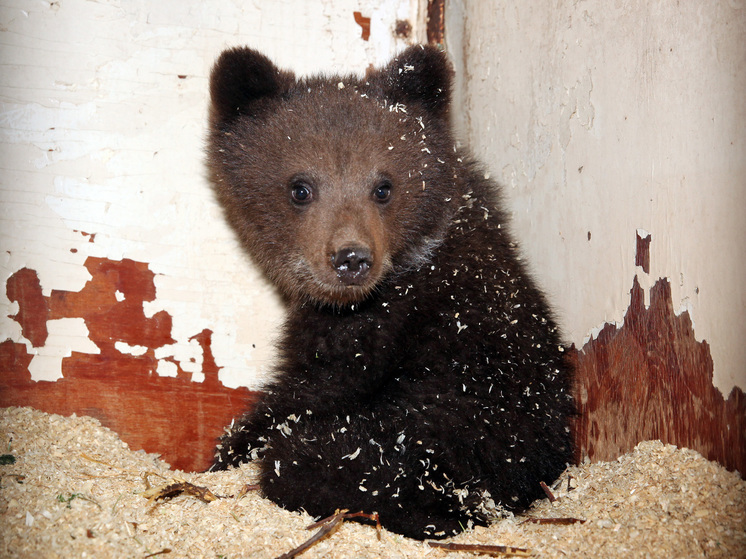 В Смоленской области спасли трех медвежат, которых бросила мама-медведица