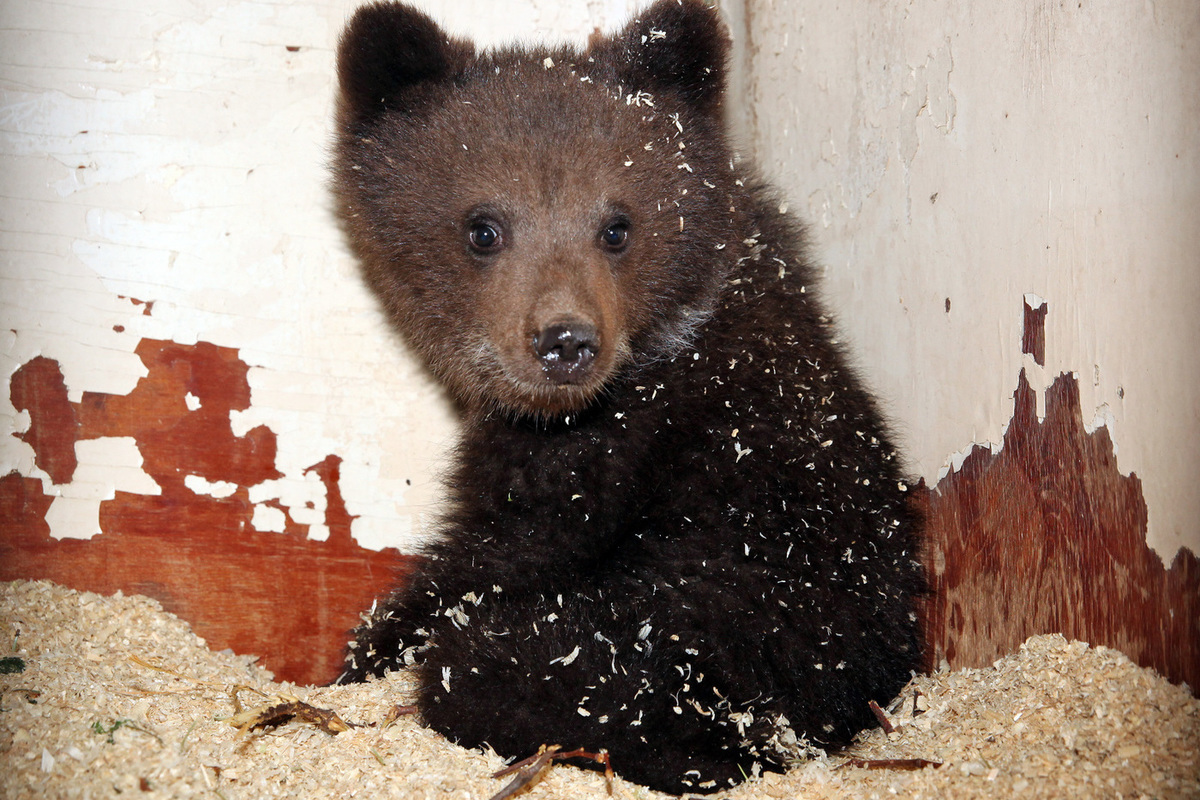 A cuckoo bear abandoned three cubs - kind loggers saved them