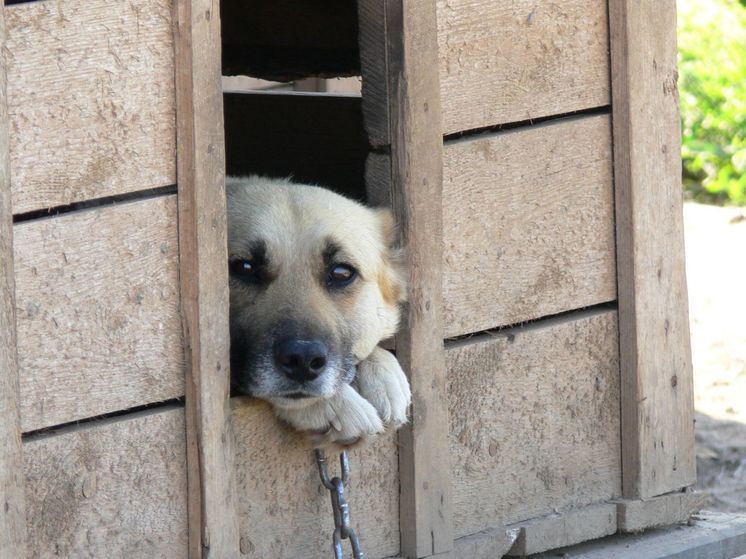 Спасатели вызволили застрявшего в заборе щенка во Всеволожском районе