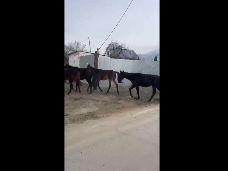 В Кисловодске табун лошадей отправили на штрафстоянку