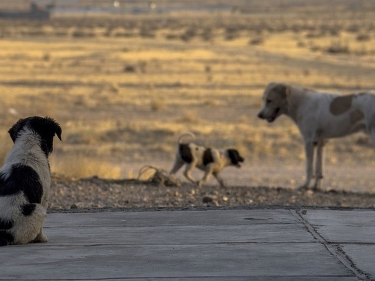 В Омской области неизвестный убил шесть собак