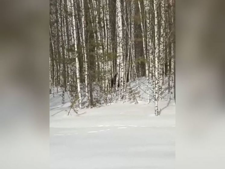 Пензенцы увидели семью лосей в заснеженном лесу