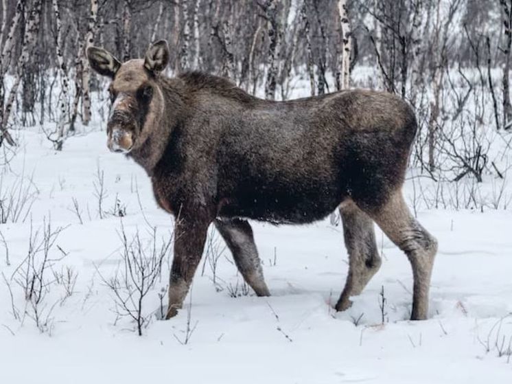 Подмосковный суд монетизировал жизнь застреленного лося
