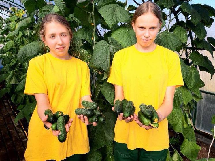 Ученики ставропольской школы-интерната выращивают овощи и зелень в теплице