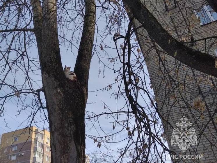 В Твери сотрудники МЧС продолжают спасать котов с деревьев