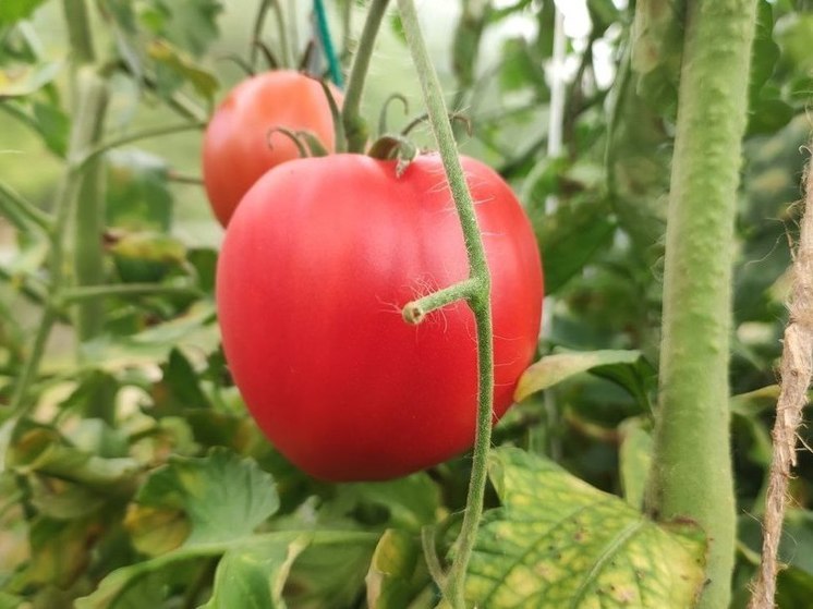 Калининградцы смогут круглогодично питаться местными помидорами и перчиком