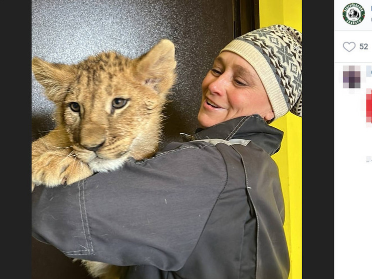 Белгородский зоопарк показал жителям региона фото львенка Адамаса