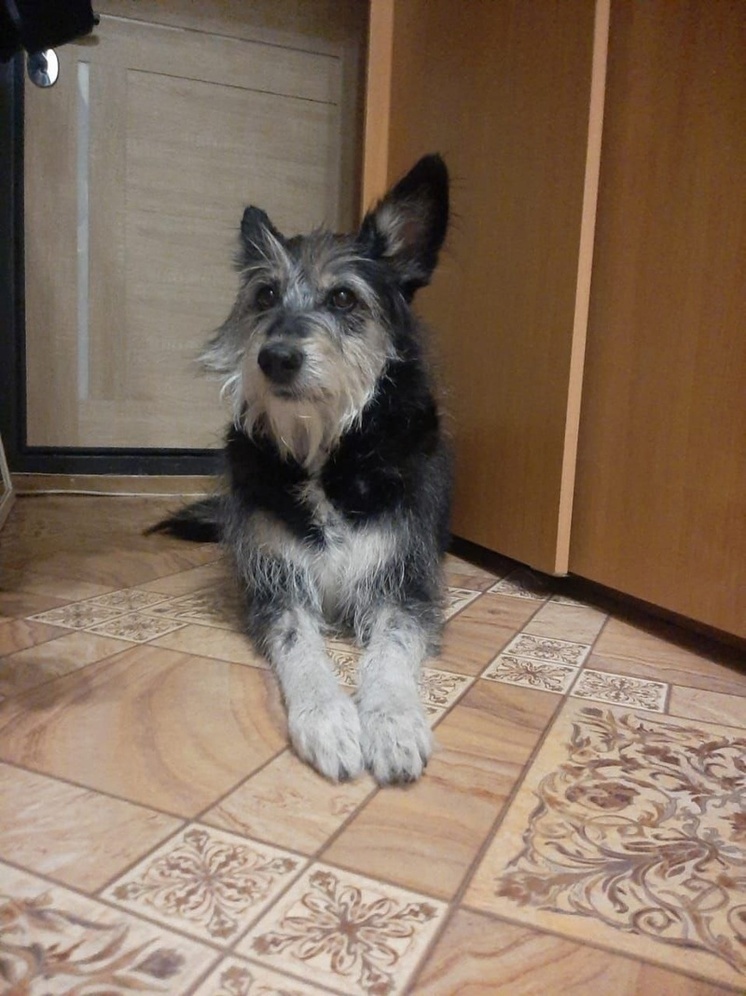 Осиротевшая собака из Бурятии нашла хозяйку в Новосибирске