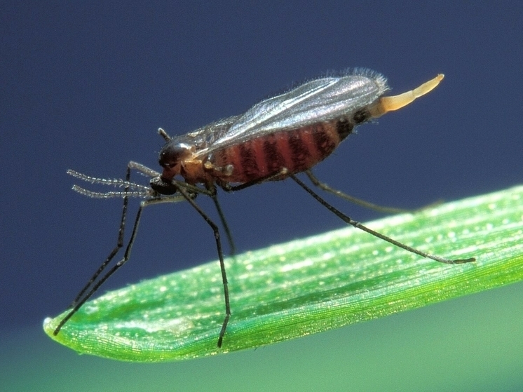 В Татарстане сообщили об угрозе для зерновых из-за личинок гессенской мухи
