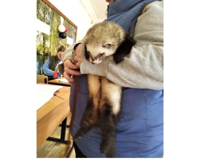 В Смоленске на избирательных участках были замечены собаки и хорек